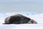 TAAF : la période des naissances des phoques de Weddell a commencé 