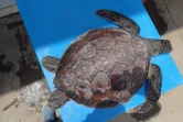 Une jeune tortue récupérée par Kélonia blessée par du fils de pêche
