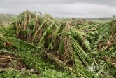 Garance : La Réunion, l'île en phase de sauvegarde