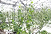 aides agriculture