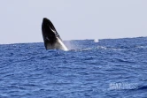 contrôle des approches de baleines 