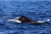 Globice : de nombreuses baleines à bosse observées dans le Sud de l'île