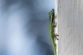 photographe amateur Xavier Agnus