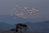 Des flamands roses dans la lagune de Divjaka-Karavasta, en Albanie, le 11 mars 2018