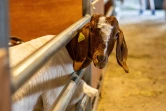 Le Tampon : 200.000 visiteurs ont participé à la 41ème édition de la foire agricole