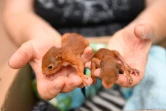 Un volontaire de l'association "Goupil" s'occupe des jeunes écureuils, le 9 juillet 2019.