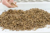 Des grillons avant leur transformation en farine, servant à la préparation de pâtes. Le 8 février 2016 à "l'Atelier à pâtes" à Thiefosse en France