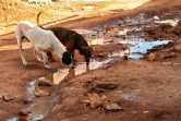 Des chiens boivent de l'eau usée dans une rue de Santa Luzia, près de Brasilia, le 3 août 2020