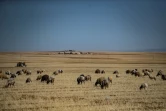 Des moutons paissent dans un champ de blé desséché, le 28 mai 2022 à Hassaké, dans le nord-est de la Syrie