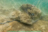 Saint-Pierre : un filet anti-requin posé dans le lagon provoque la colère d'une association