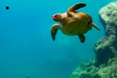 Les journées réunionnaises des tortues marines ont lieu ce week-end à Kélonia