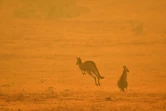 Des kangourous dans la fumée des incendies de forêts, le 4 janvier 2020 près de Cooma, en Australie