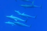dauphins approche des cétacés