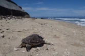 Une jeune tortue retrouvée échouée à cause d'un fil de pêche