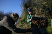 Des employés de la pépinière Moor Trees inspectent les racines de jeunes pousses, le 22 novembre 2021 près de Totnes, dans le sud-ouest de l'Angleterre