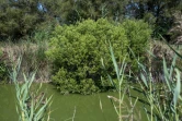 Un arbuste baccharis, une plante invasive, au Domaine des Grandes cabannes du Vaccarès sud, le 8 septembre 2021 aux Saintes-Marie-de-la-Mer
