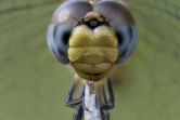 photographe amateur Xavier Agnus