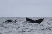 Des baleines comme si il en pleuvait