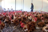 ferme de poulet bio péi 