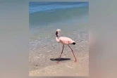 flamant rose à l'hermitage