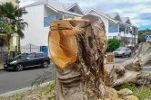 Ficus abattu Saint-Leu