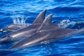 Une trentaine de dauphins identifiés au large de Saint-Denis et du Sud Sauvage