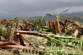 Garance : La Réunion, l'île en phase de sauvegarde