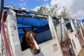 cyclone garance chevaux 