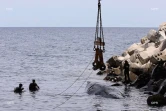 La Grande Chaloupe : le baleineau de nouveau échoué