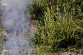 Incendie, Grand brûlé, Sainte-Rose, feu, végétation