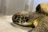 Kélonia : la jeune tortue Swan n'a pas survécu à ses blessures 