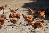 ferme de poulet bio péi 