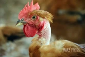 ferme de poulet bio péi 