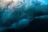 Photographe amateur photo sous-marine poissons