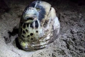 Des tortues marines massacrées à la machette à Mayotte par des braconniers.