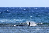 baleineau bloqué dans le lagon 