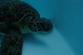 tortue vetyte retourne à l'océan