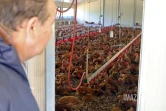 ferme de poulet bio péi 