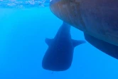  Un requin-baleine observé au large de la Réunion
