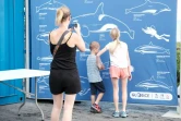 Les baleines s’invitent au musée du Débarcadère