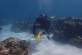 Des scientifiques étudient les récifs coralliens des I'Îles Eparses