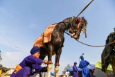 Un guerrier du Nihang, première ligne de défense des agriculteurs opposés aux réformes du gouvernement, s'occupe d'un cheval, le 21 décembre 2020 à Singhu, en Inde