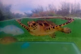 Kélonia jeune tortue Woody imbriquée relâchée L'Etang-Salé