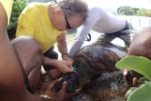 Opération vétérinaire pour les tortues de Kélonia