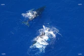 baleines 2017