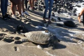 La tortue olivâtre Nesta a été relâchée dans la mer