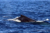 baleines et dauphin observé à saint-gilles juin 2022
