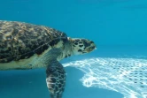 Kélonia - La tortue Bellavista a rejoint l'océan