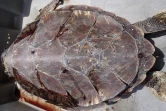 Une jeune tortue retrouvée échouée à cause d'un fil de pêche