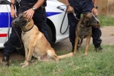 chiens policiers